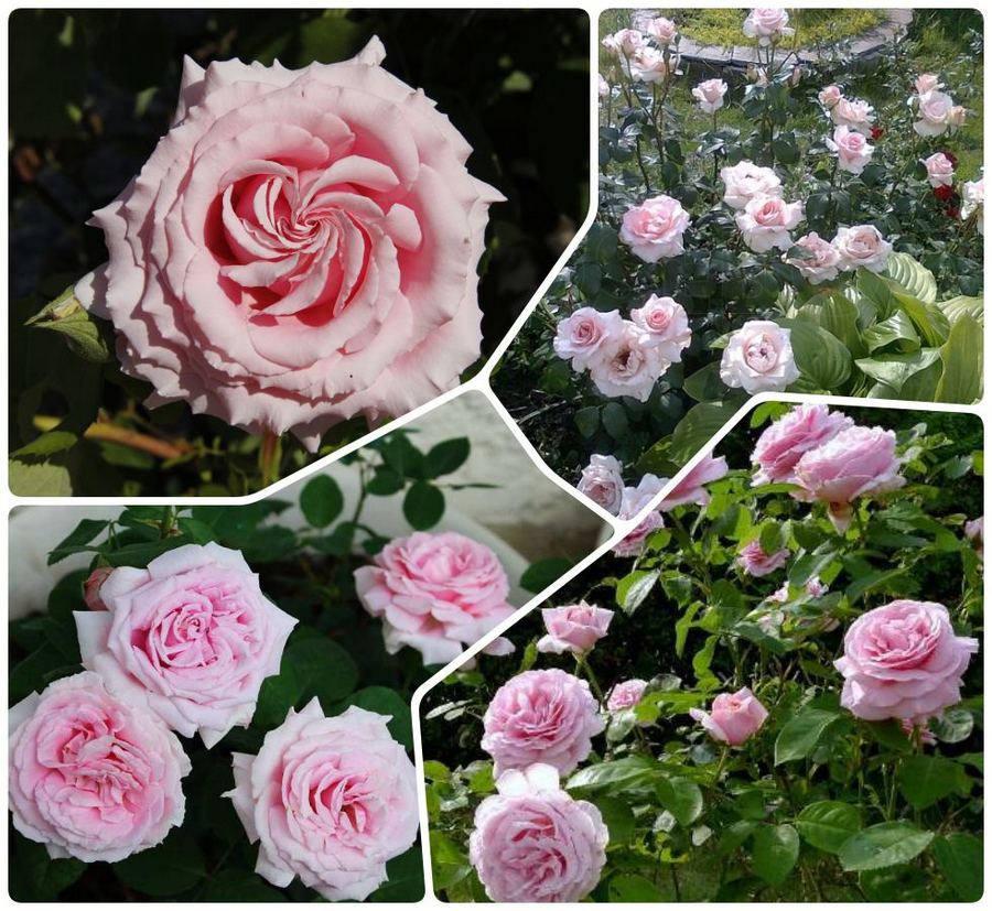 Frederic Mistral róże wielkokwiatowe